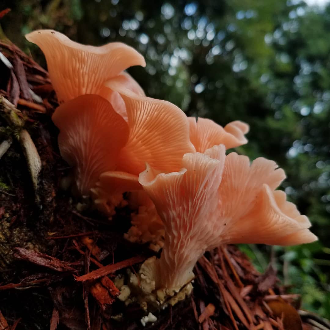 We supply and export high quality mushrooms in large and small quantities… Email: camillahoghenn@gmail