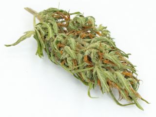 I offer Polish dried CBD for sale. Hemp was