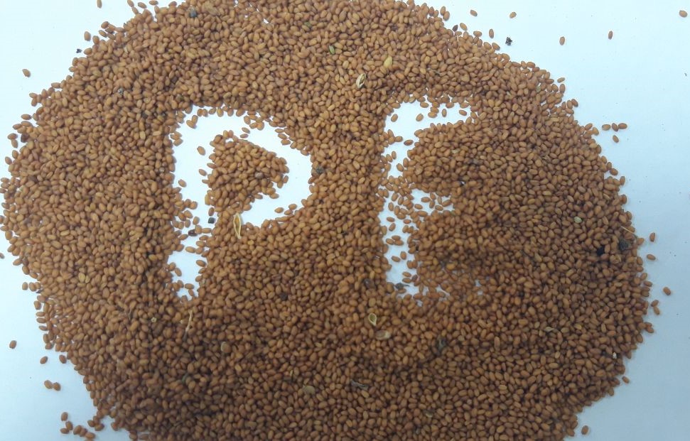 Organic Camelina seeds available in a big volumes at our warehouse