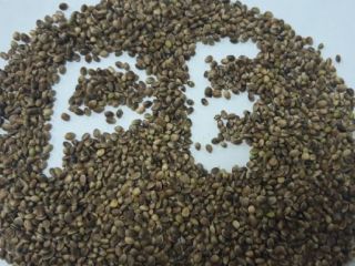 Organic oilseed industrial Hemp seeds available in a big