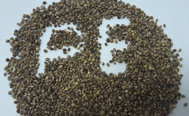 Organic oilseed industrial Hemp seeds available in a big volumes at our warehouse