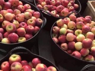 Florina apples for sale! We have 5 tons! 2