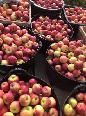 Florina apples for sale! We have 5 tons! 2 lei per kg, but the price is negotiated if it is large quantities
