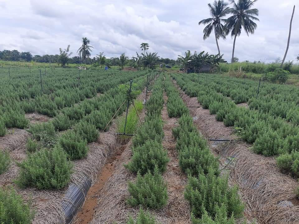 We currently produce rosemary and are capable of delivering 1-10 tons of Fresh Rosemary Leaves dried Rosemary and Rosemary powder per month