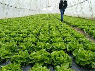 Butter salad, origin Serbia, contact Whatsapp, Viber
