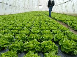 Butter salad, origin Serbia, contact Whatsapp, Viber