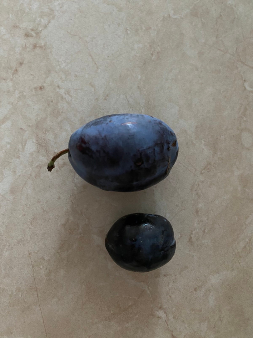 Stanley Plum We sell large quantities of Stanley Plum varieties directly from the grower