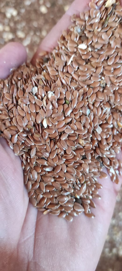 For sale quality flaxseed, purity >98%, in big bags or 50/20kg bags, moisture