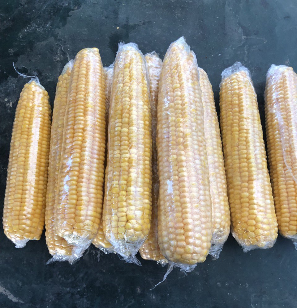 Selected Sweet Corn Megaton F1