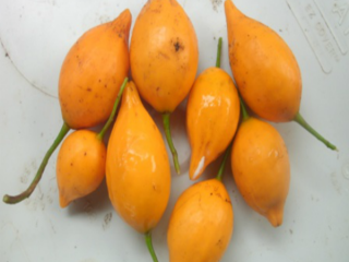 buy quality iboga capsule, iboga TA, iboga root bark,