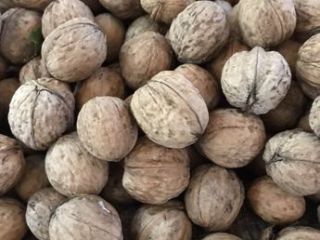I will buy Whole Walnut from 500 kg. Whole