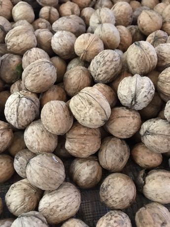 I will buy Whole Walnut from 500 kg