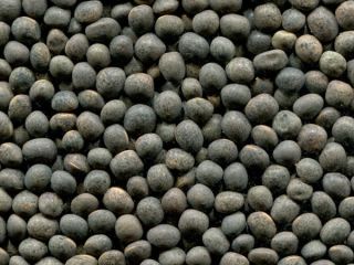 ExportGrain group of companies exports vetch, origin Kazakhstan, FCA