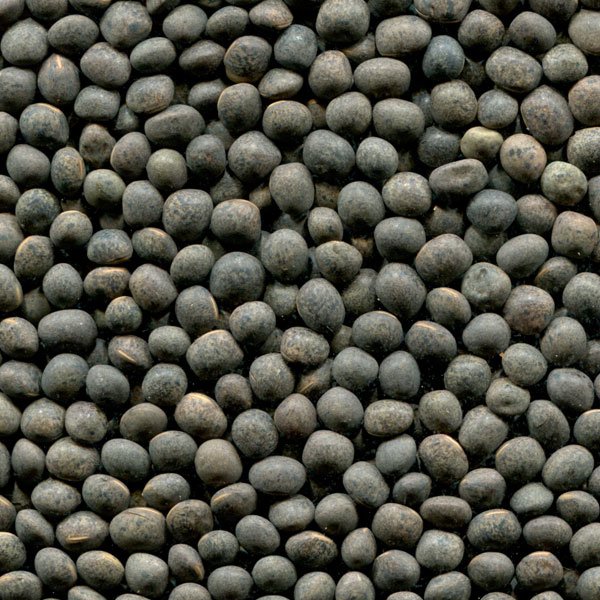 ExportGrain group of companies exports vetch, origin Kazakhstan, FCA Kazakhstan