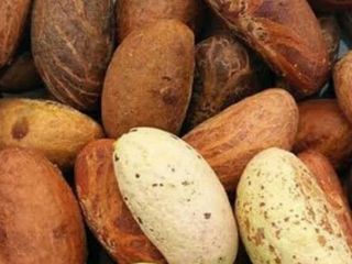 Dear Sir/Madam We are into supply of Garcinia Kola,