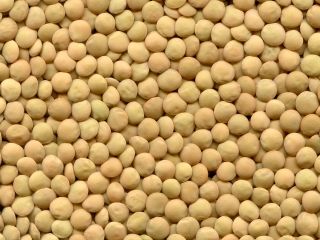 The ExportGrain group of companies exports green lentils, origin