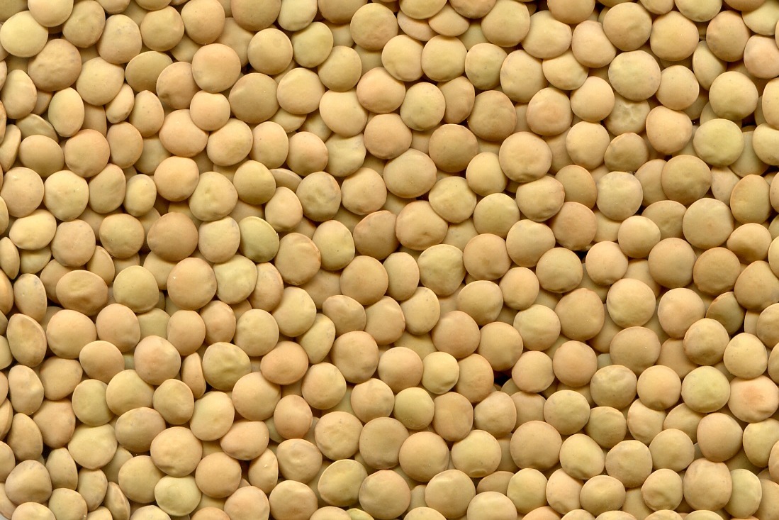 The ExportGrain group of companies exports green lentils, origin Kazakhstan, FCA Kazakhstan