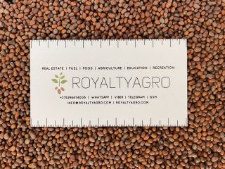 Also available radish 105 tons in Big Begach, Belarus