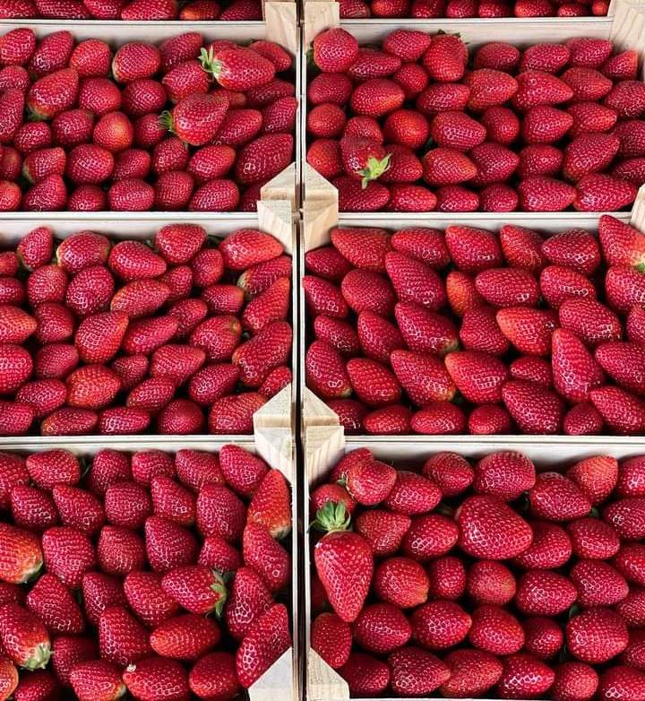 Spanish strawberry, extra class, packages 2kg, 1kg, 500g, 250g
