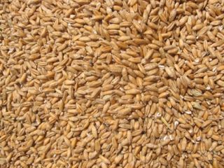 I am selling about 38-40 tons of rubinsko bakery