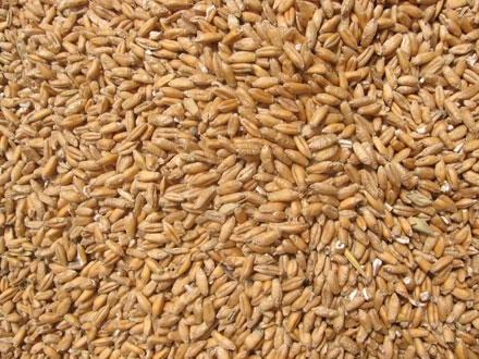 I am selling about 38-40 tons of rubinsko bakery wheat, production 2021