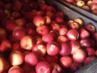 I am selling consumer apples at the manufacturer's price.