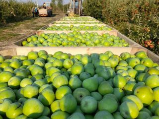 All apples are quality 1.