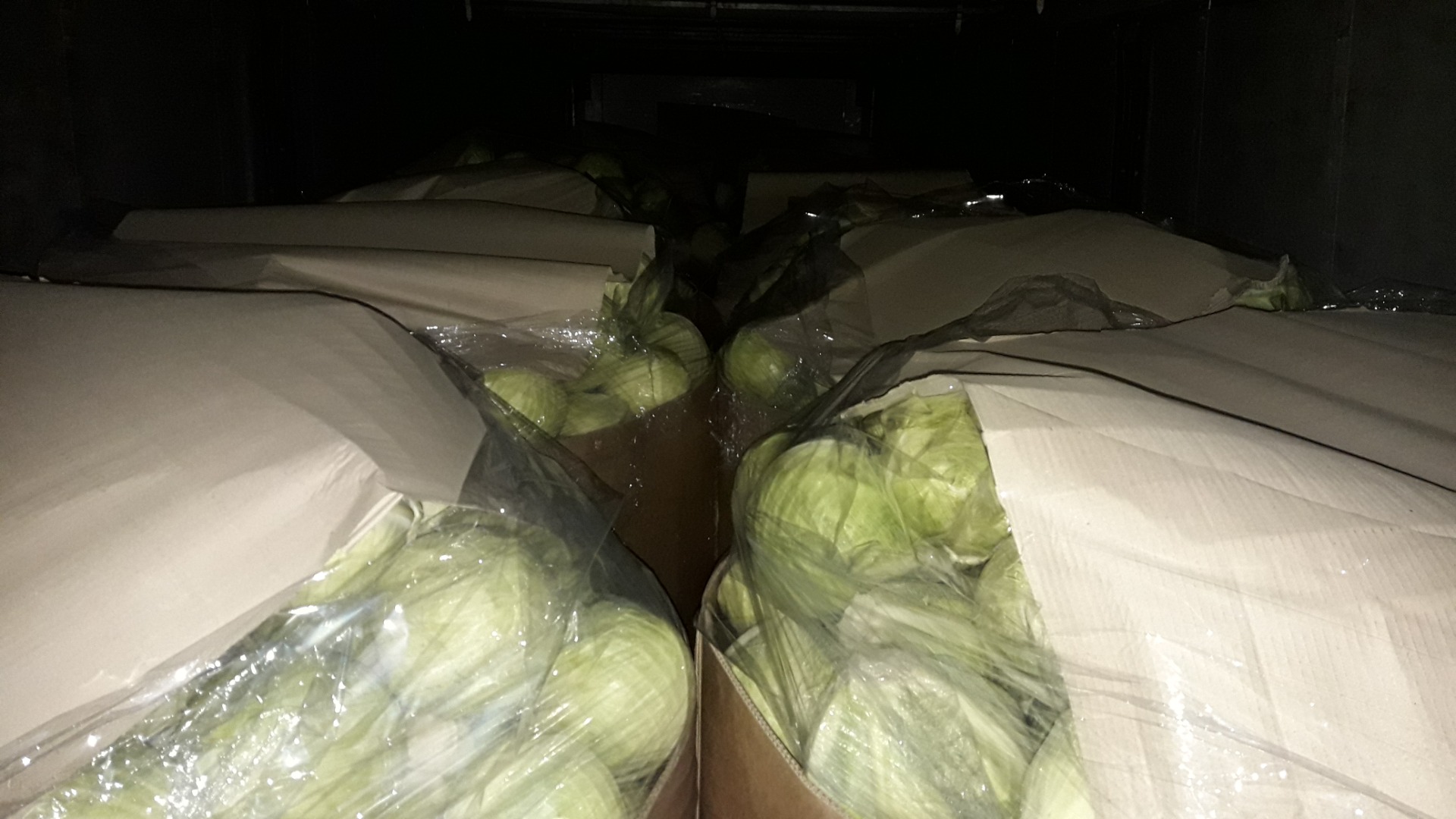Hello I am selling white cabbage Storidor 1-4 kg green cabbage any packaging