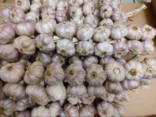 Hello. I am selling Polish Harnaś garlic. The garlic