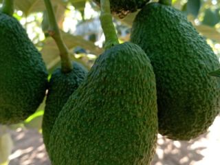 Fresh avocado, from Morocco for more information you can