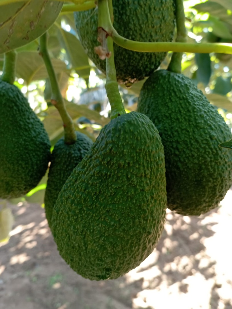 Fresh avocado, from Morocco for more information you can contact me on whatsapp business