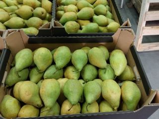I will sell Xenia pears, put in any package