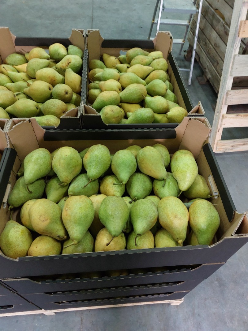 I will sell Xenia pears, put in any package