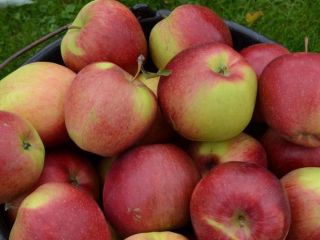 I will sell an apple Szampion Reno2 7+ 60ton
