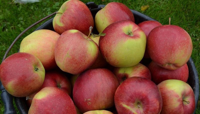 I will sell an apple Szampion Reno2 7+ 60ton Ligol 6,5-9cm 35 boxes