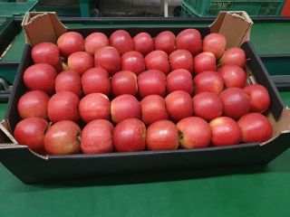 VAT! Jabłka SZAMPION / ALWA / NAIDARED with delivery