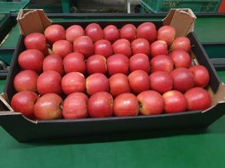 VAT. Jabłka SZAMPION / ALWA / NAJDARED with delivery