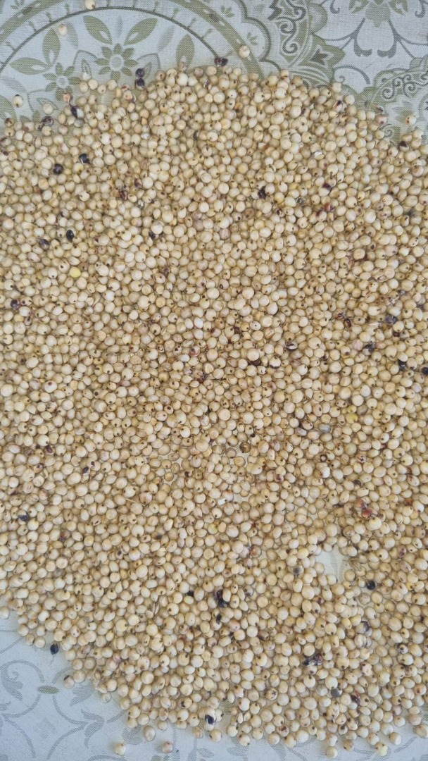 I will sell red sorghum 200 tons