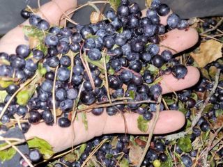 blueberry (blueberry) wild quick frozen IQF without cleaning, it
