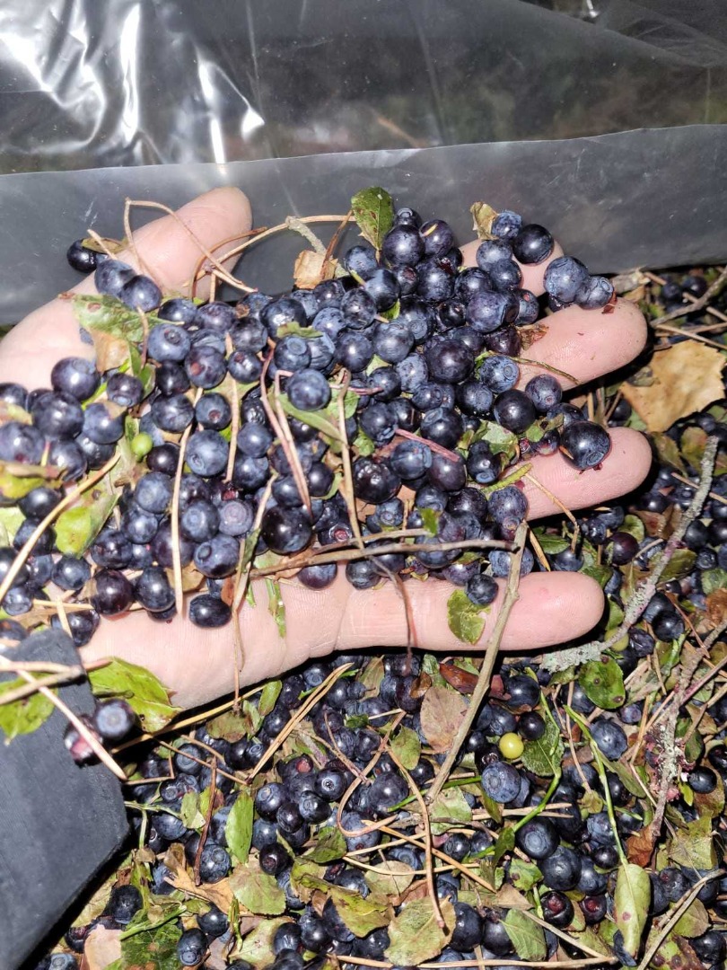 blueberry (blueberry) wild quick frozen IQF without cleaning, it is possible to clean and pack in a cardboard 5-10 kg