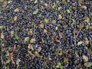 blueberry (blueberry) quickly frozen IQF. Without cleaning (original). Electronic