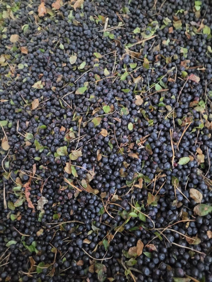 blueberry (blueberry) quickly frozen IQF
