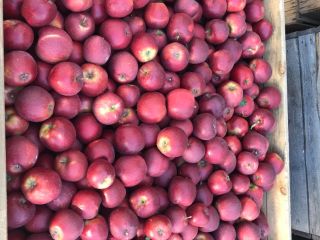 RedJonaprince for sale in the amount of trucks