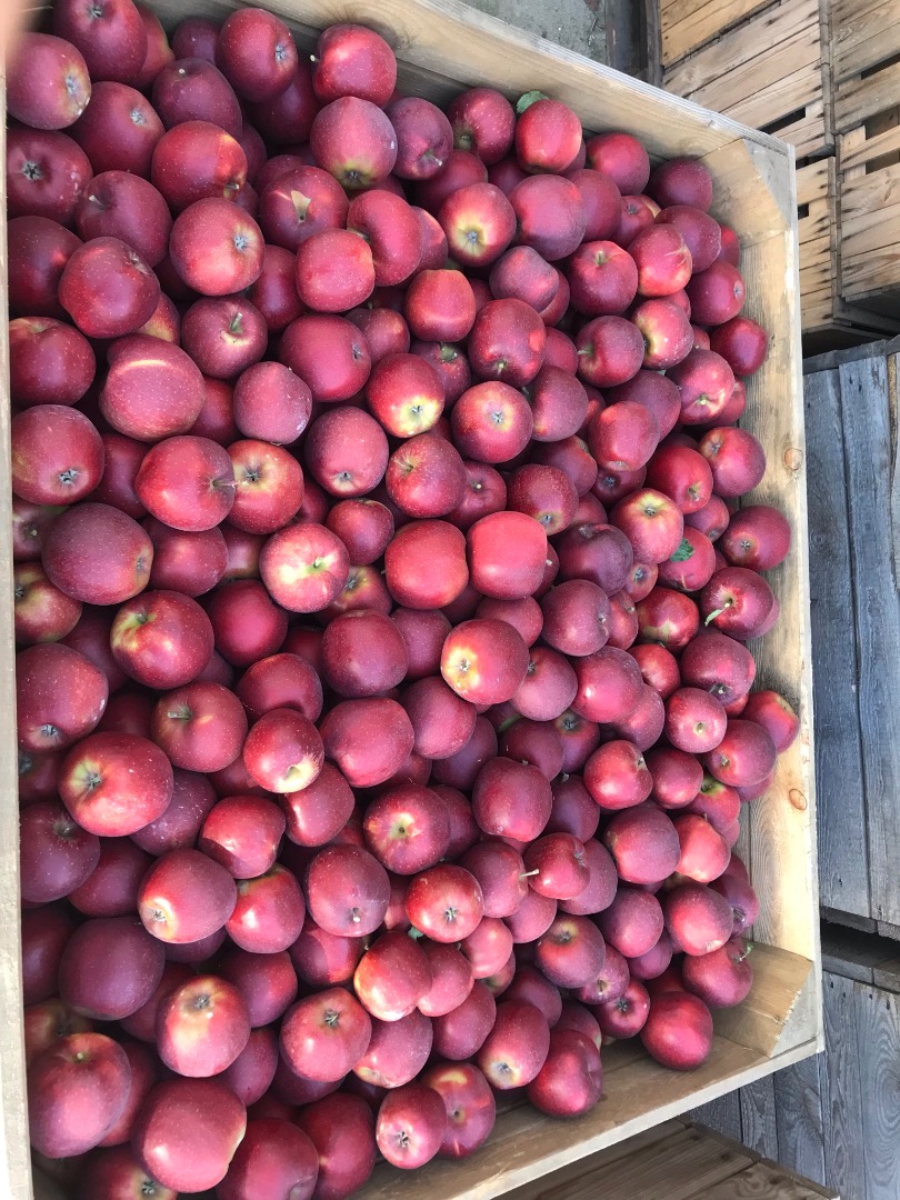 RedJonaprince for sale in the amount of trucks