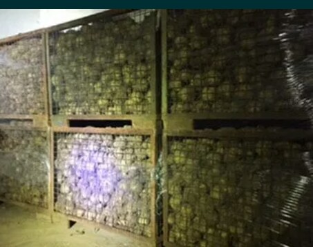 I will sell hand-dug celery, torpedo variety, caliber 0.4-0.8, suitable for dirty washing, amount of 5 tons