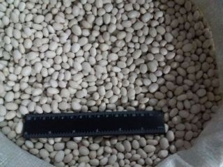 We sell beans of different varieties in large volumes.