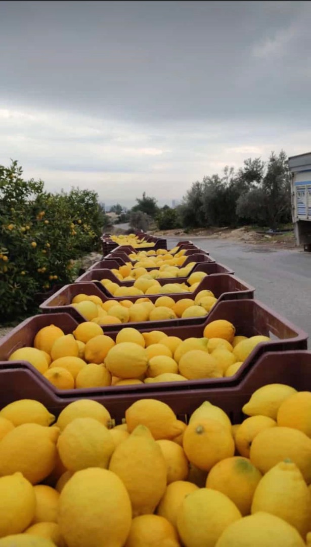 We are working with a quality.Prices may vary according to quantity.Shipping prices belong to the buyer.SP iny type lemon
