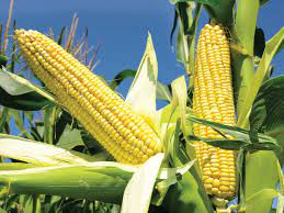 Yellow and white corn for sale at a very moderate price