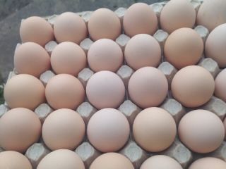 Hello! I am selling cream eggs from free range