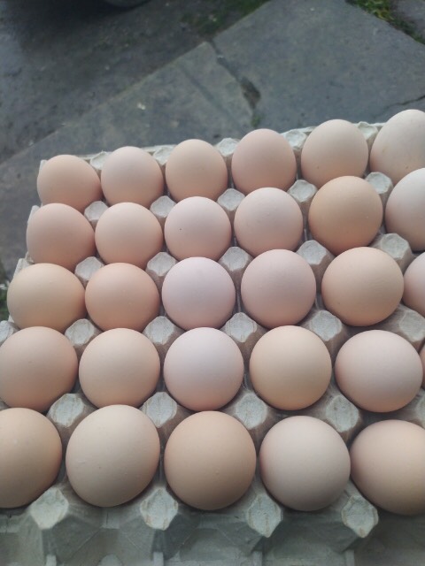 Hello! I am selling cream eggs from free range 1A, 1B